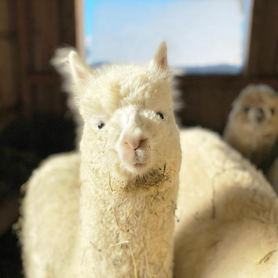 拉姆绍达赫斯坦 格朗德奈霍夫生物旅馆旅馆 外观 照片