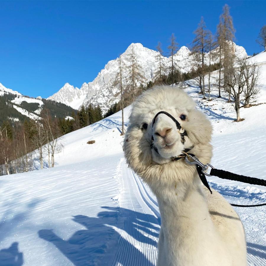 拉姆绍达赫斯坦 格朗德奈霍夫生物旅馆旅馆 外观 照片